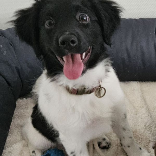 Yara uit Nieuwerkerk Aan Den Ijssel zoekt een Hondenoppas