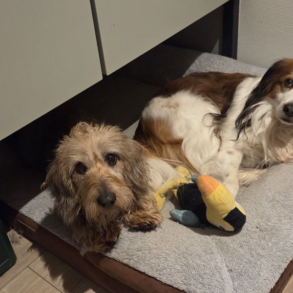 Joy, Guusje uit Rietmolen zoekt een Hondenoppas