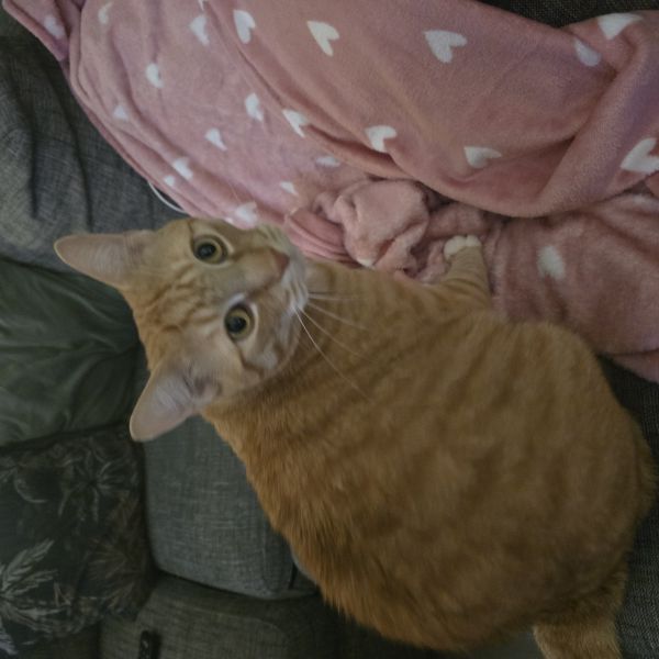 Skittle, Lola uit Hoogvliet Rotterdam zoekt een Kattenoppas