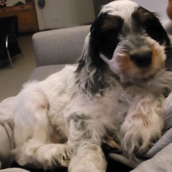 Co uit Berkel-Enschot zoekt een Hondenoppas