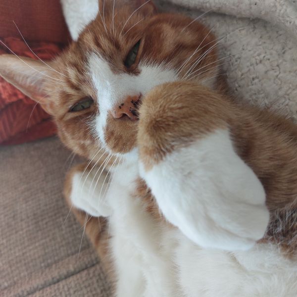 Sam uit Utrecht zoekt een Kattenoppas