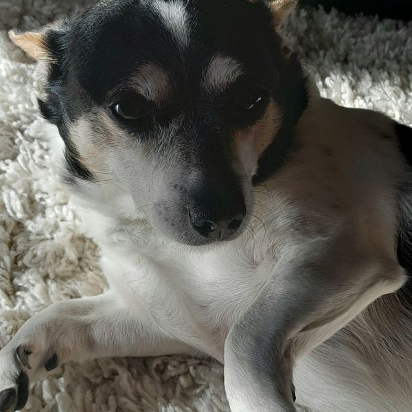 Spikey uit Lelystad zoekt een Hondenoppas