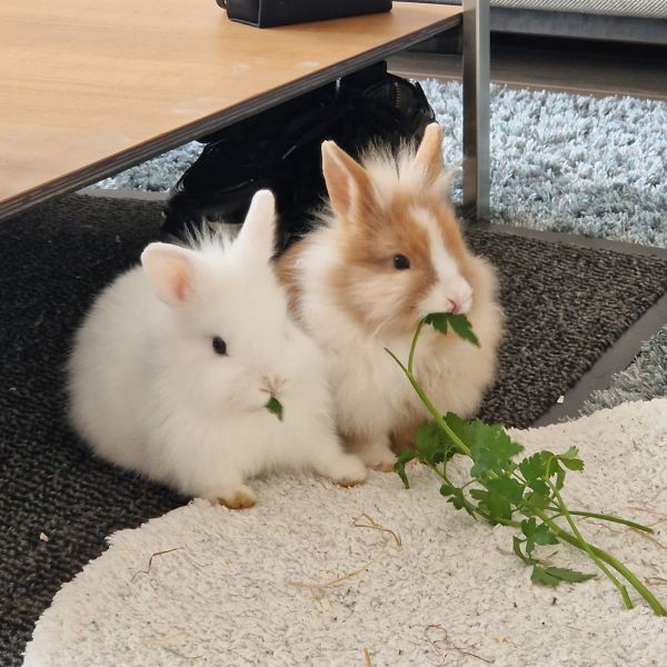 Millo (witte), Lola uit Alphen Aan Den Rijn zoekt een Knaagdierenoppas