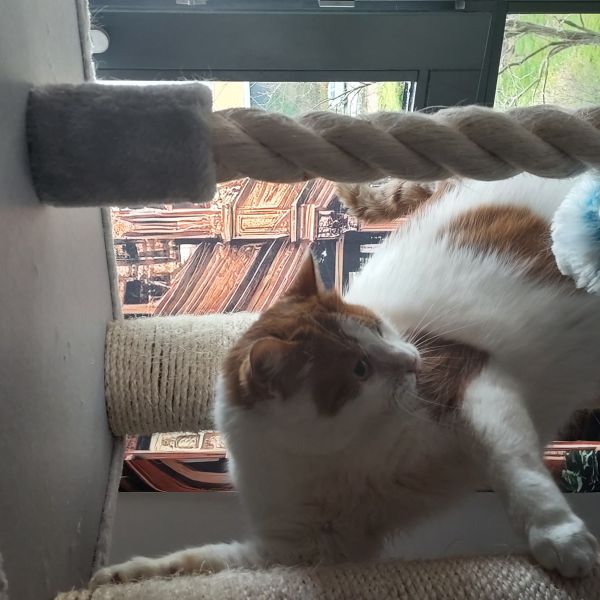 Max uit Capelle Aan Den Ijssel zoekt een Kattenoppas