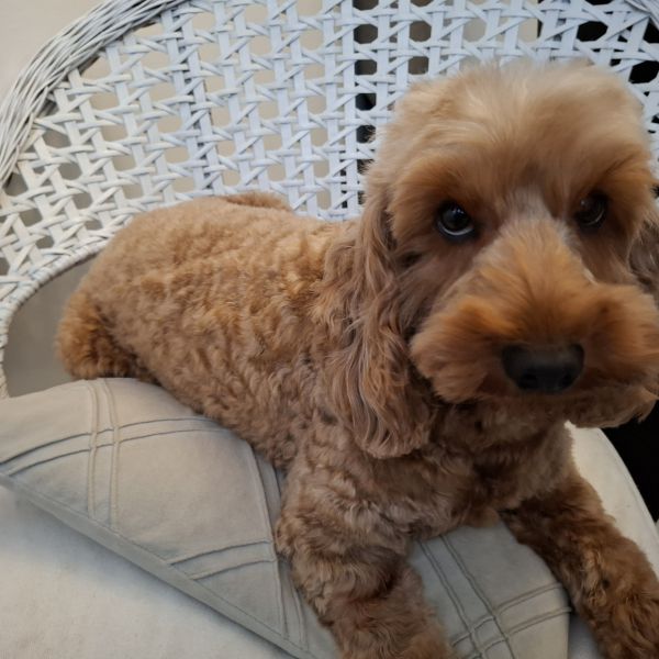 Lucky uit Rhoon zoekt een Hondenoppas