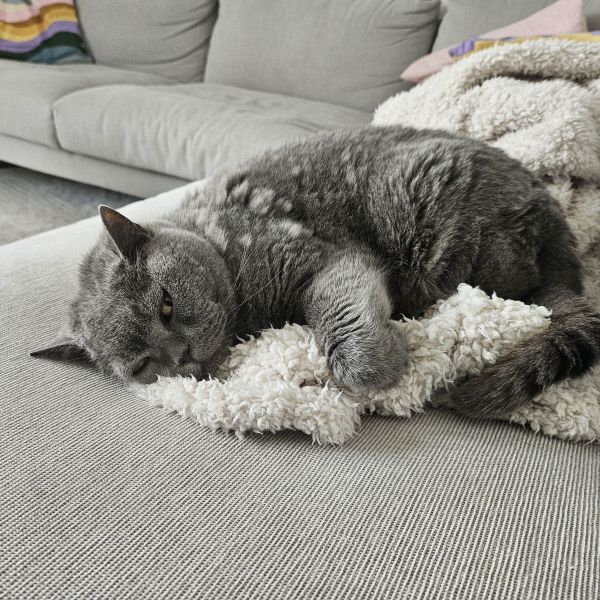 Finn uit Capelle Aan Den Ijssel zoekt een Kattenoppas