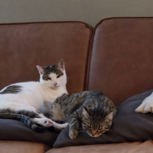 MARLEY, Nina, Sammy uit Ijsselstein zoekt een Kattenoppas