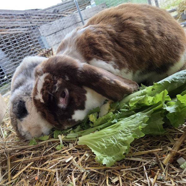 Flop & Troela uit Oud Gastel zoekt een Knaagdierenoppas