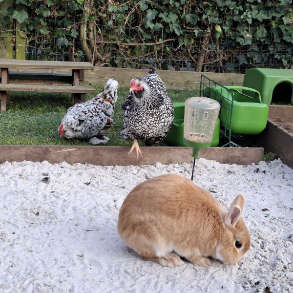 Huisdierenoppas Huguette uit Ridderkerk