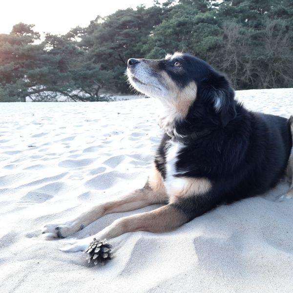 Senna uit Bunschoten-Spakenburg zoekt een Hondenoppas