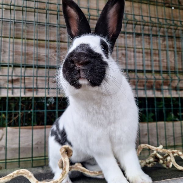 Pogo, Grace uit Gorredijk zoekt een Knaagdierenoppas
