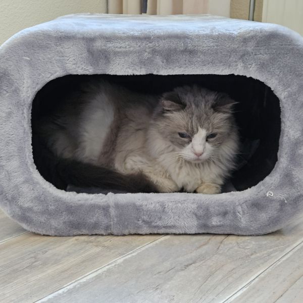 Miss Fay uit Breda zoekt een Kattenoppas