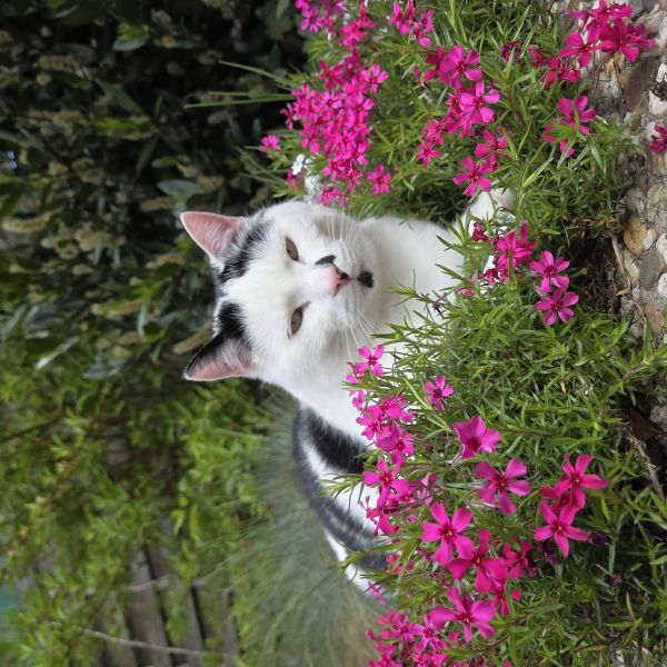Tommy, Ozzy uit Ossenzijl zoekt een Kattenoppas