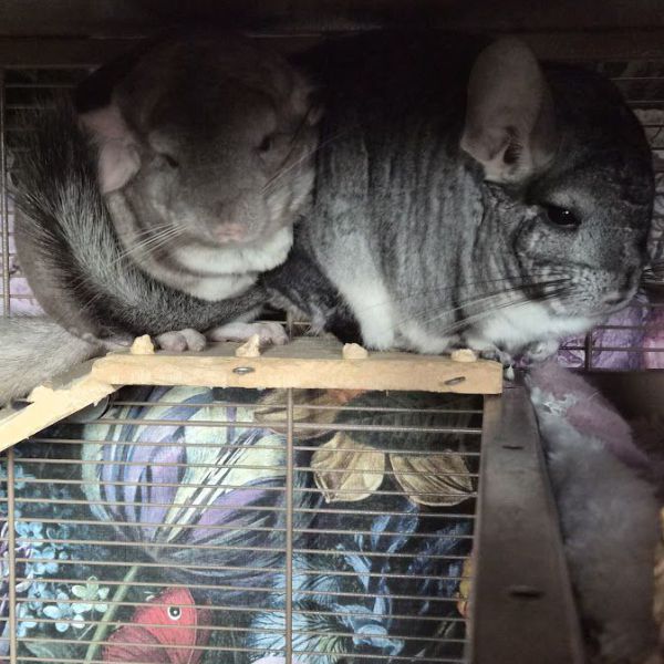 Maelle en Verso, Mia en Seb uit Hilversum zoekt een Knaagdierenoppas