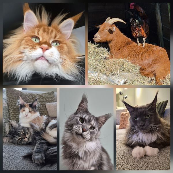 Maxi, Ruby, Gizmo uit Kruisland zoekt een huisdierenoppas