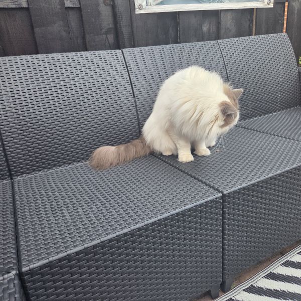 Beer, Beer uit Ijmuiden zoekt een Kattenoppas