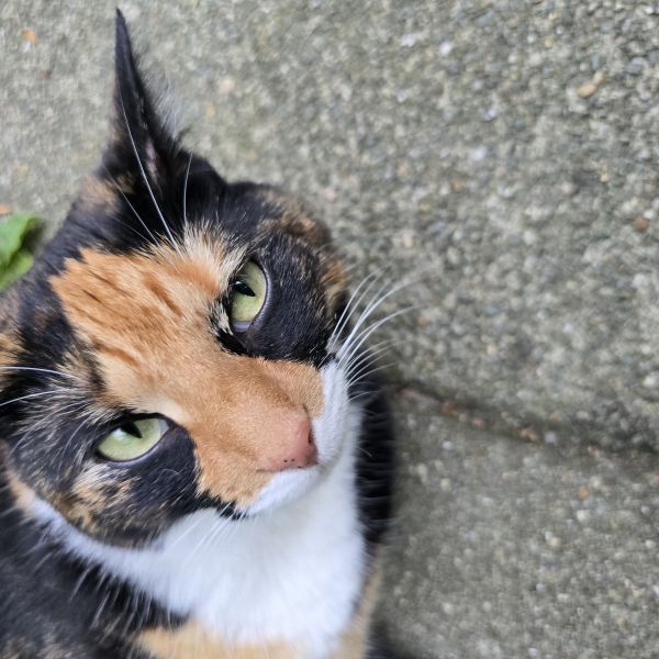 Bella, Azrael, Urmpie uit Heerhugowaard zoekt een Kattenoppas