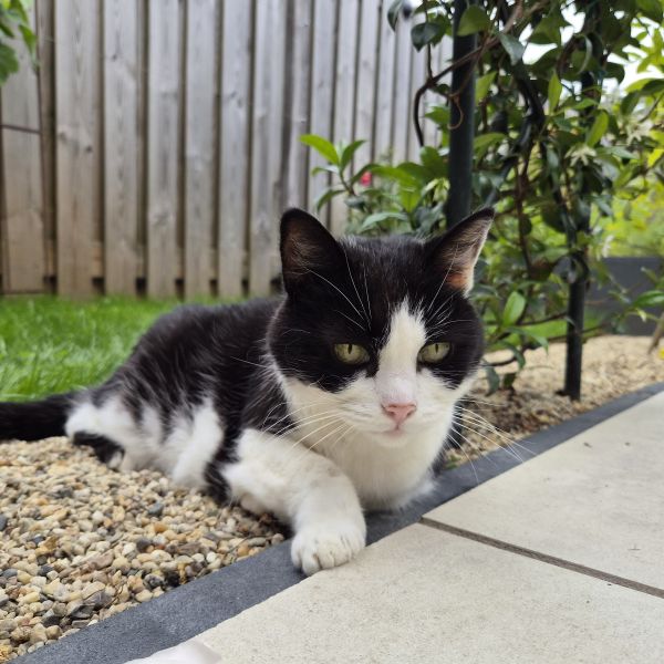 Belle, Minous uit Heteren zoekt een Kattenoppas