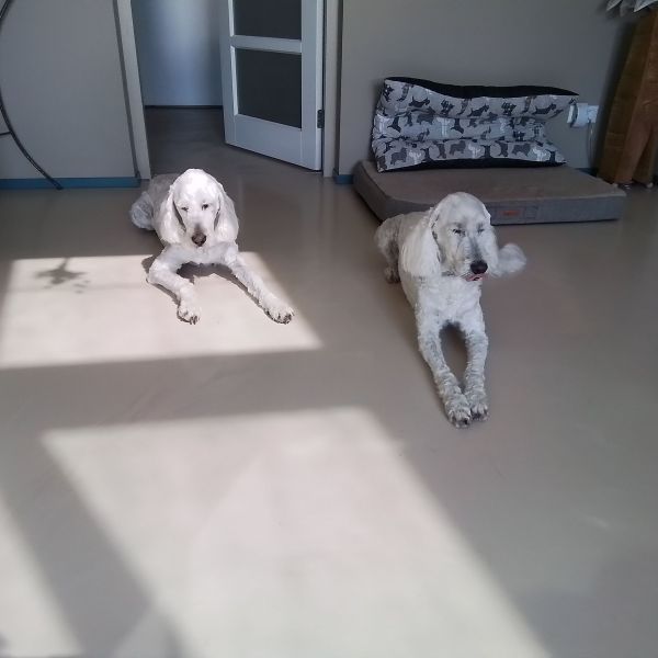 Donna, Pippa uit Leersum zoekt een Hondenoppas