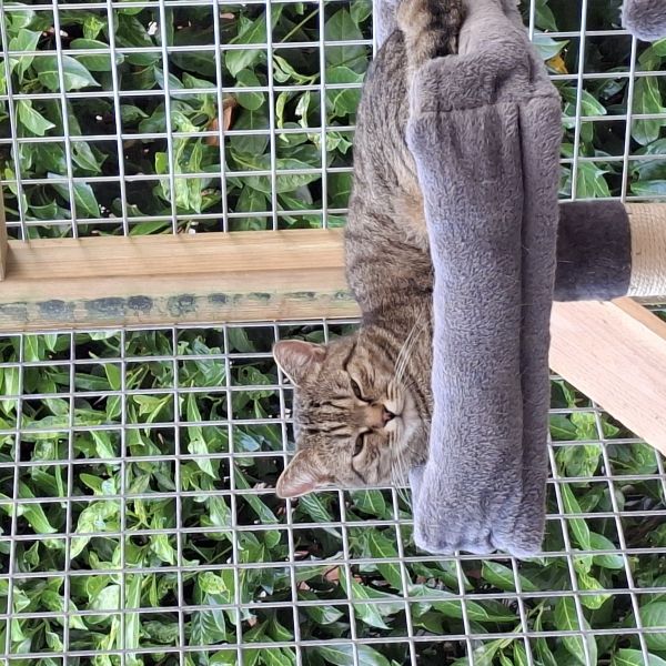 Yuki, Adso uit Veendam zoekt een Kattenoppas