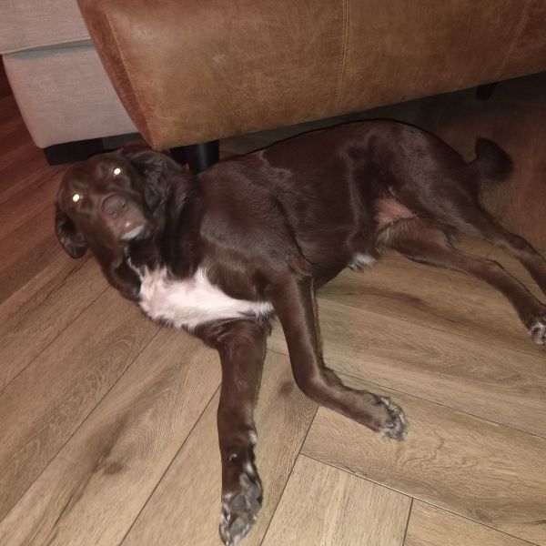 Hondenoppas Wendi uit Rozenburg, Zh