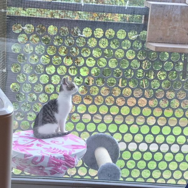 Simba uit Arnhem zoekt een Kattenoppas
