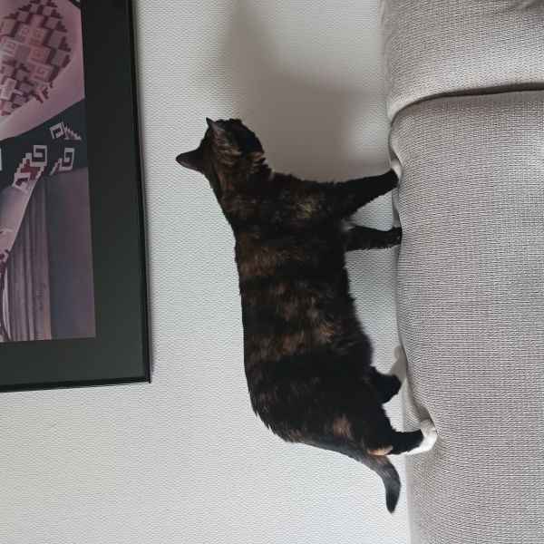 Luna uit Harderwijk zoekt een Kattenoppas