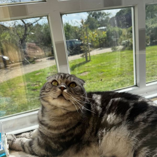 Marley uit Hummelo zoekt een Kattenoppas