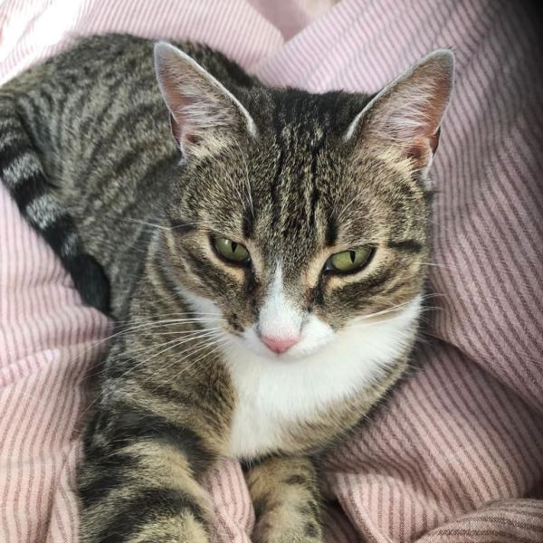 Lou uit Weesp zoekt een Kattenoppas