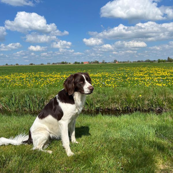 Yfke uit Delfstrahuizen zoekt een Hondenoppas
