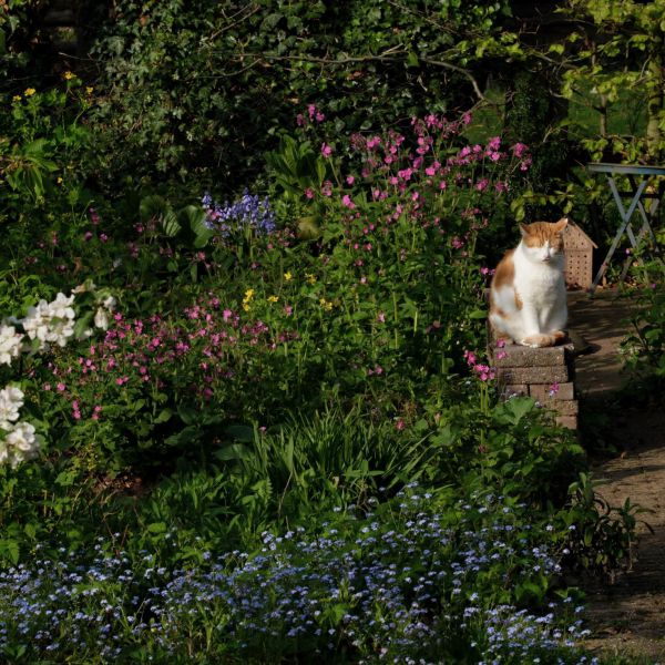 Diesel uit Drempt zoekt een Kattenoppas