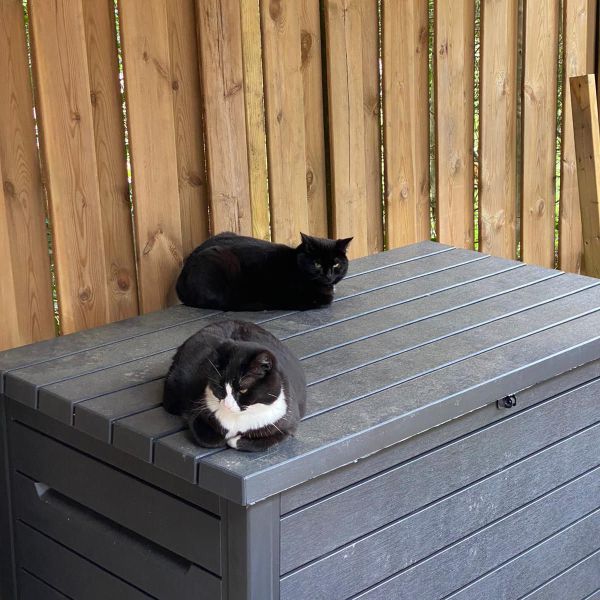 Mijke uit Bilthoven zoekt een Kattenoppas