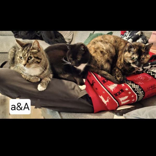 Sprankel, Diesel, Nouri uit Warnsveld zoekt een Kattenoppas