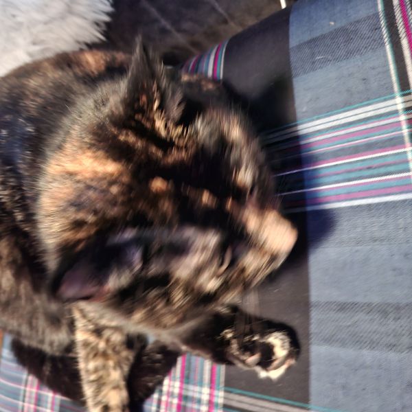 Siep, Chika uit Groet zoekt een huisdierenoppas