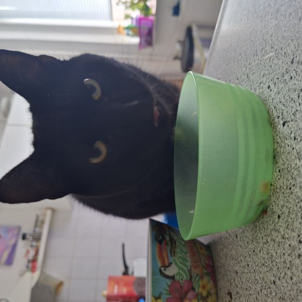 Abby, Bobbie uit Huissen zoekt een Kattenoppas