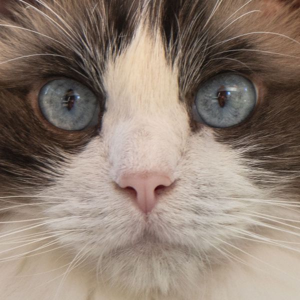 Bowie, Pippi, Lila uit Hedikhuizen zoekt een Kattenoppas