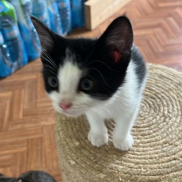 Blessje uit Breda zoekt een Kattenoppas