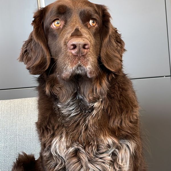 Balou uit Almere zoekt een Hondenoppas