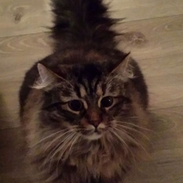Pinky uit Oostvoorne zoekt een Kattenoppas