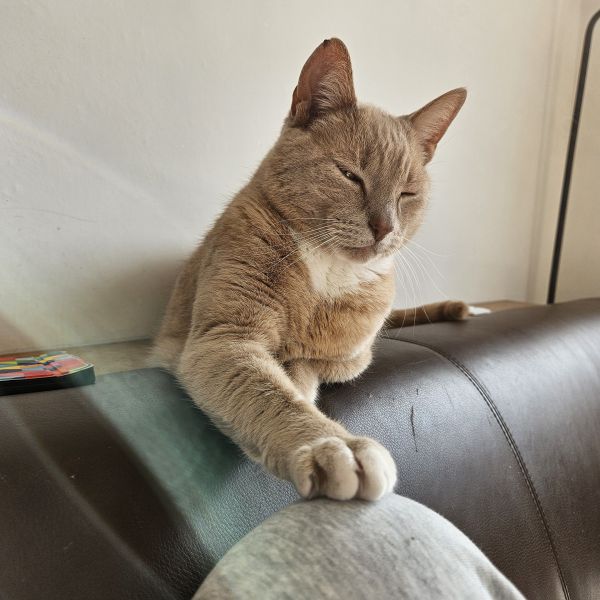 Angus, Pippa, Dotje uit Hendrik-Ido-Ambacht zoekt een Kattenoppas