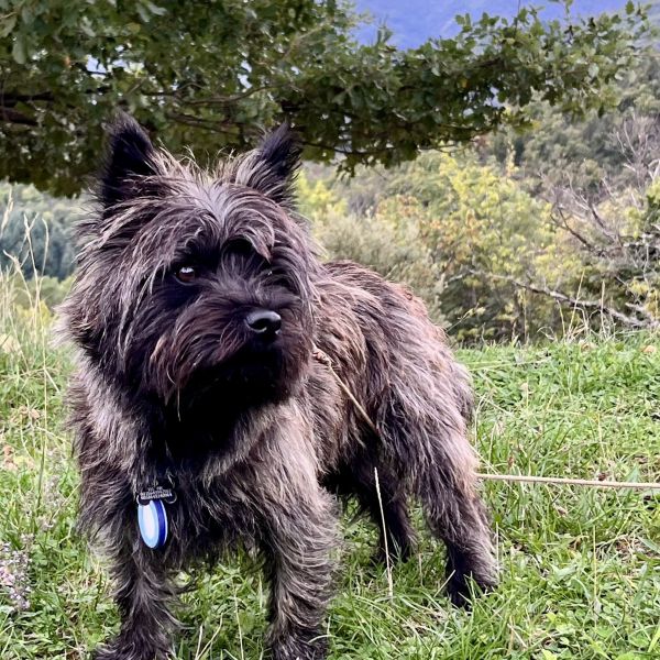 Charlie uit Breda zoekt een Hondenoppas