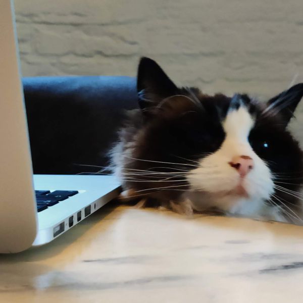 Loki, Bob, Abby uit Gennep zoekt een huisdierenoppas