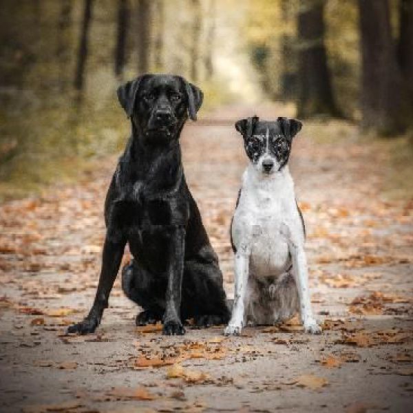 Cill en Odie uit Drachten zoekt een Hondenoppas