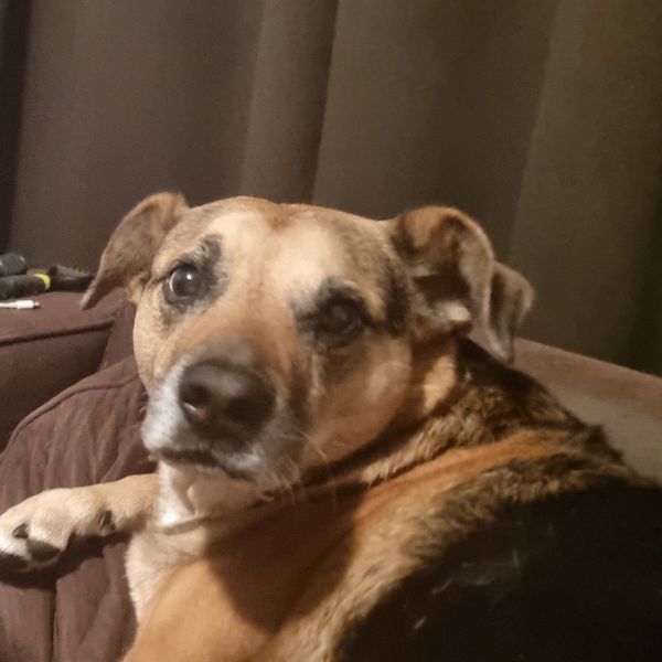 Goulash, Tjoek-Tjoek uit Driebergen-Rijsenburg zoekt een Hondenoppas