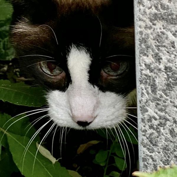 Moos uit Hoofddorp zoekt een Kattenoppas