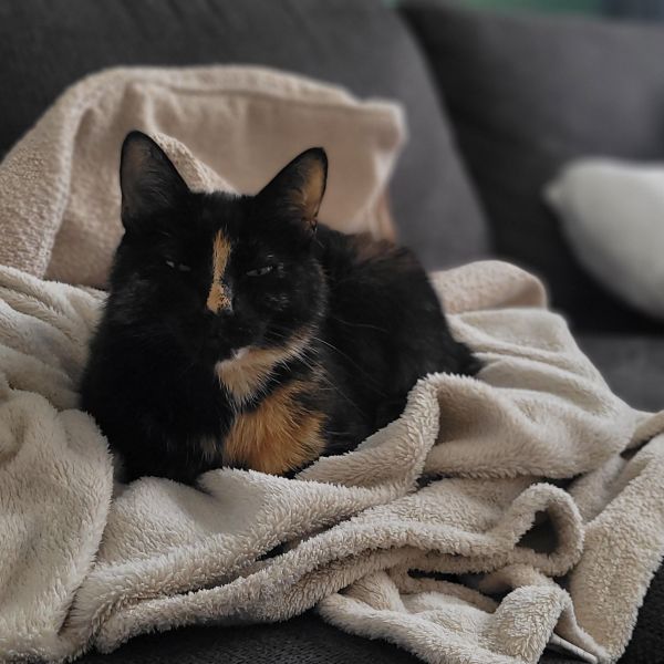 Moos uit Elspeet zoekt een Kattenoppas