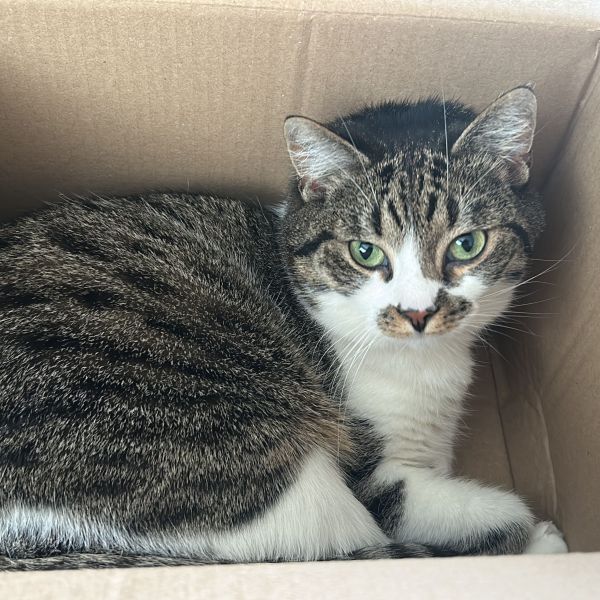 Nala uit Rotterdam zoekt een Kattenoppas