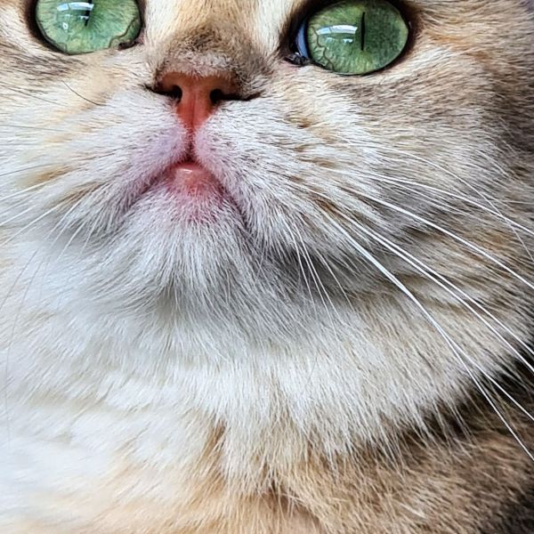 Bloem en Soof uit Nunspeet zoekt een Kattenoppas