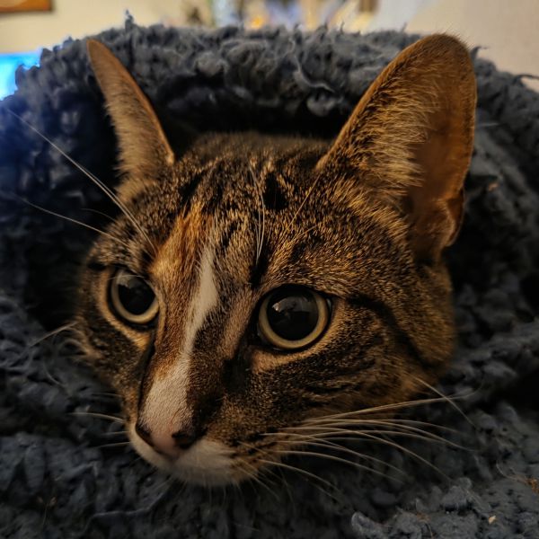 Puk, Fer uit Utrecht zoekt een Kattenoppas