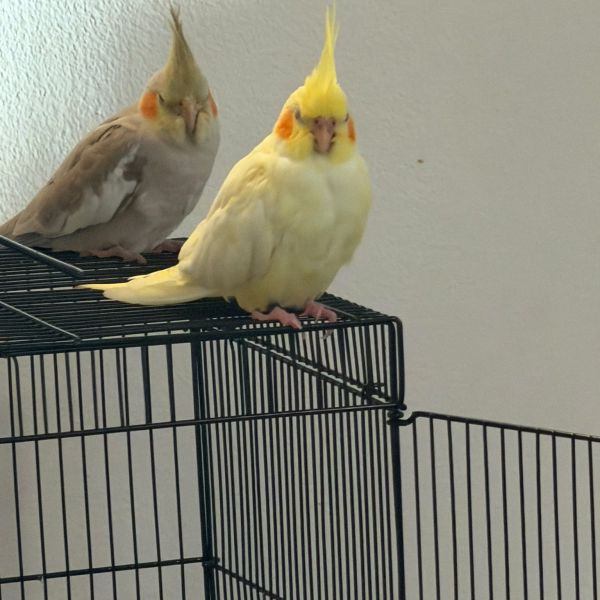Choco en koki uit Breda zoekt een Vogeloppas